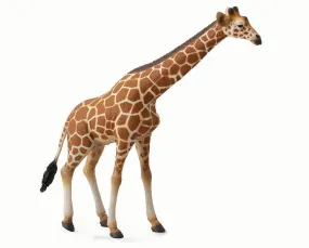 Reticulated Giraffe